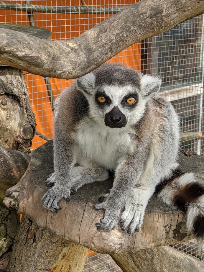 Lemurka kata Zuzka