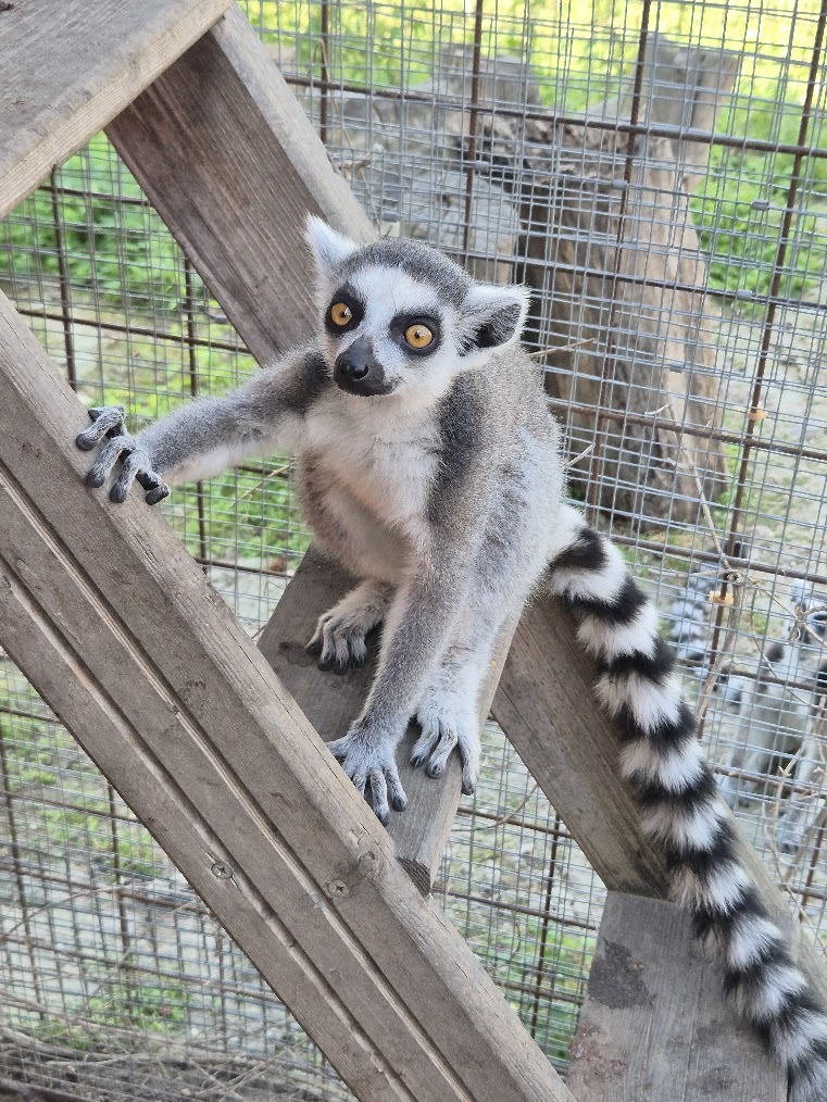 Lemur kata Spike