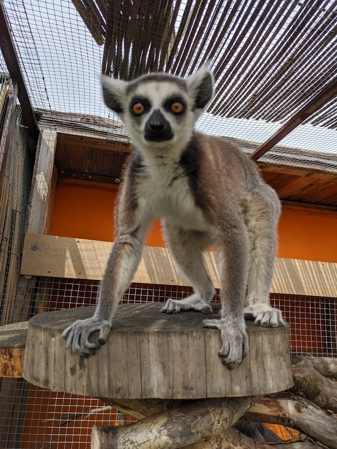Lemur kata Marcel
