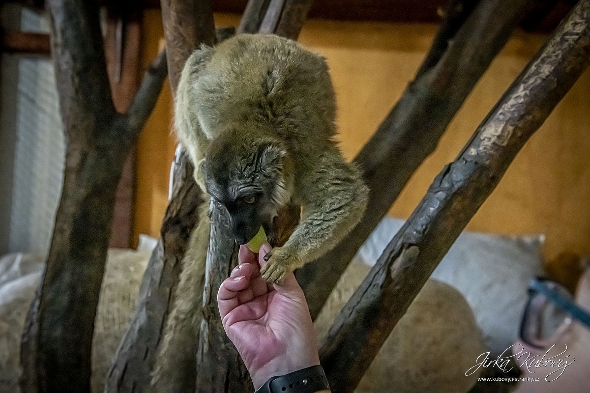 Lemurka hnědá Natálka