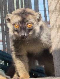 Lemur hnědý Damiánek