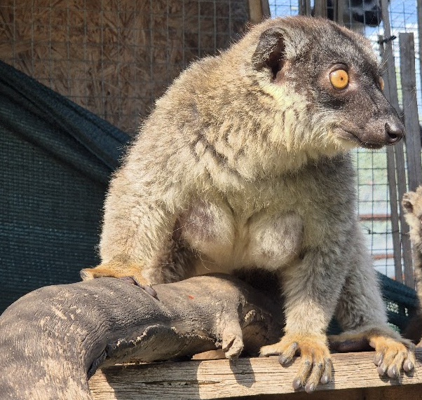 Lemurka hnědá Droběna