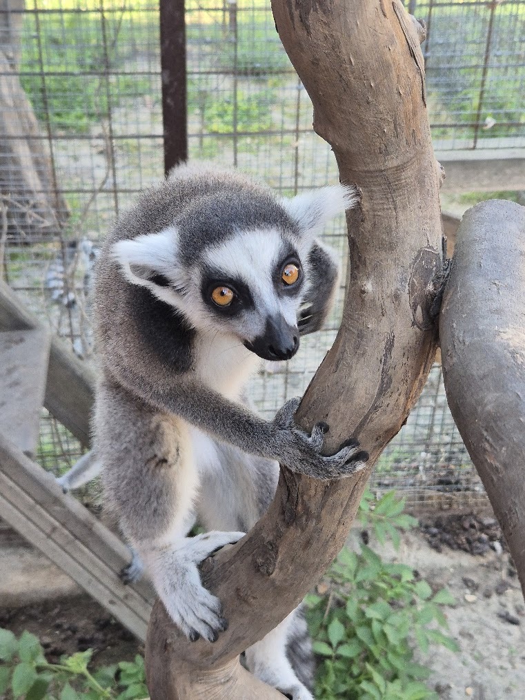 Lemurka kata Bětuška