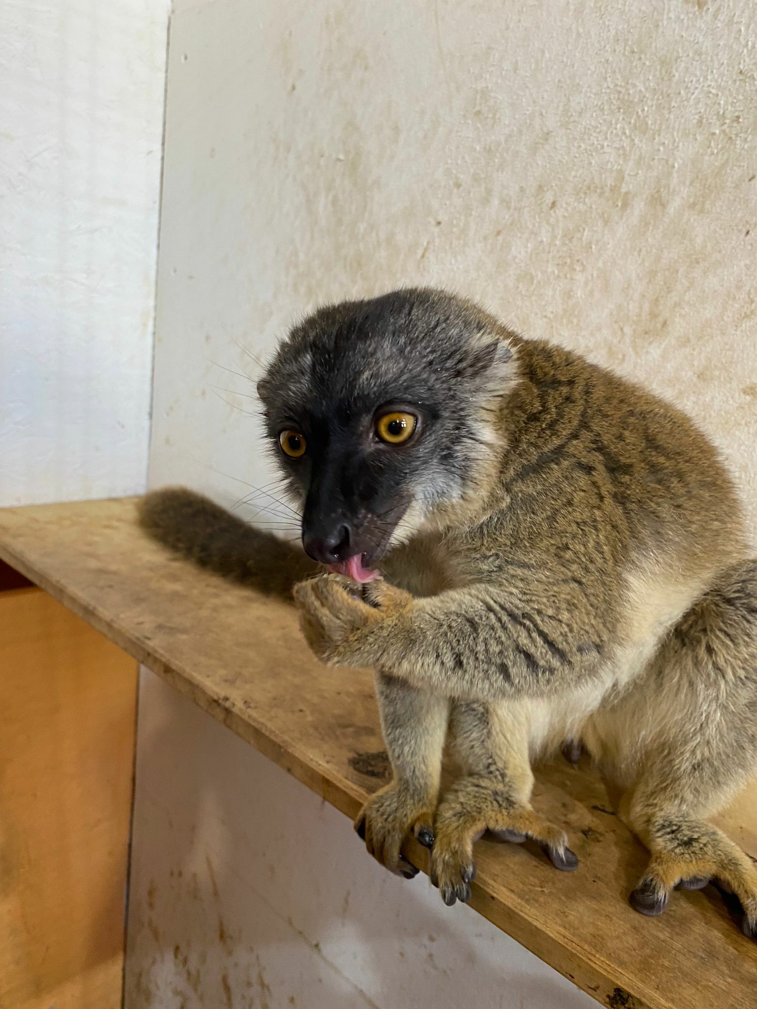 Lemurka hnědá Lentilka