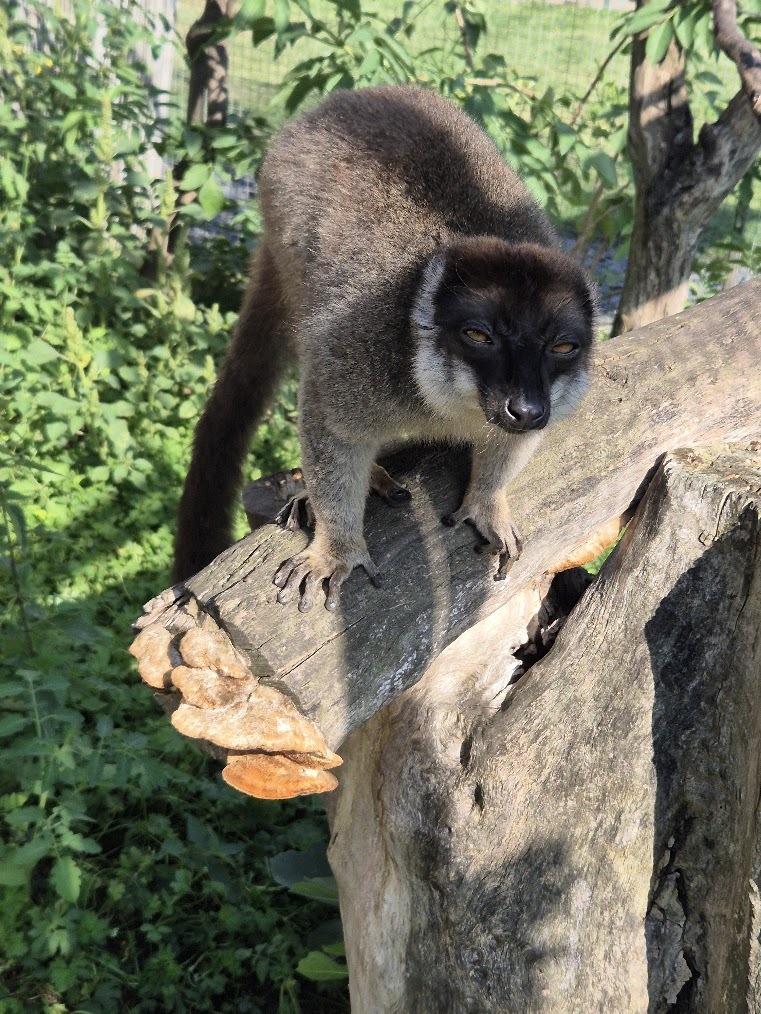 Lemurka hnědá Rísa