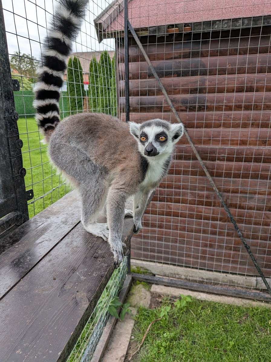 Lemurka kata Hermiona