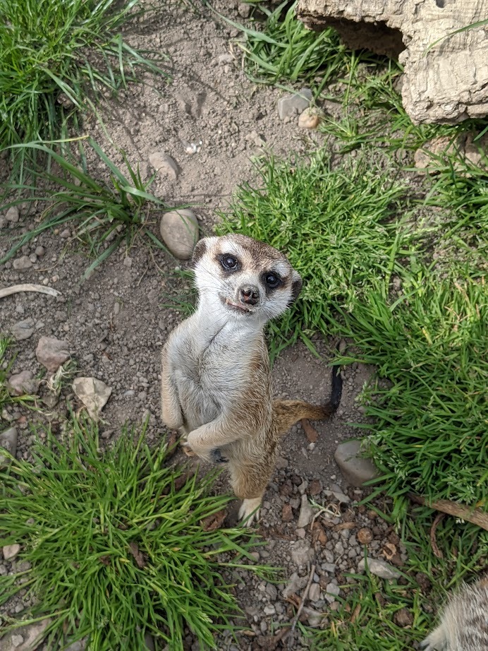 Surikata Timon