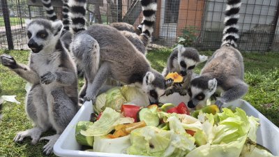Minizoo — fotografie našich zvířat